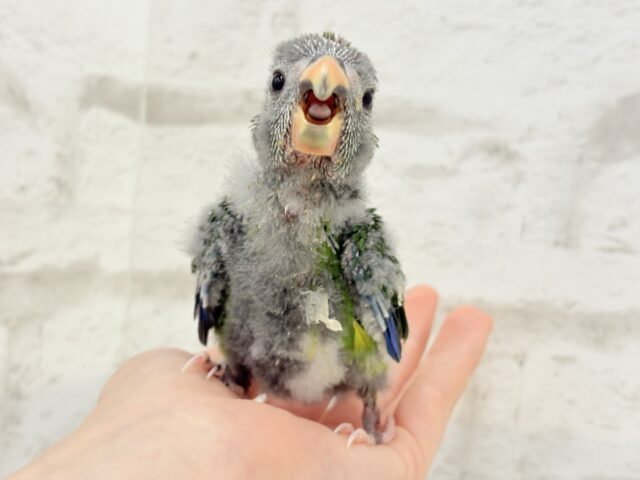 【最新画像更新🪄】毎日の成長が楽しみ♬*°キガシラアオハシインコ(ノーマル) ヒナ キガシラアオハシインコ