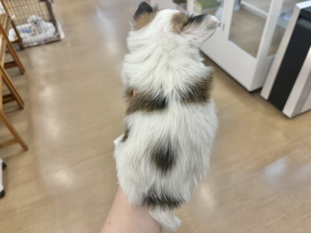 チワワ