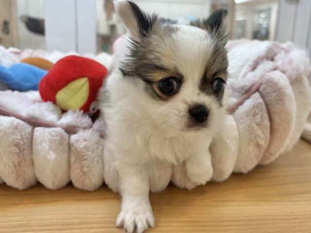 チワワ