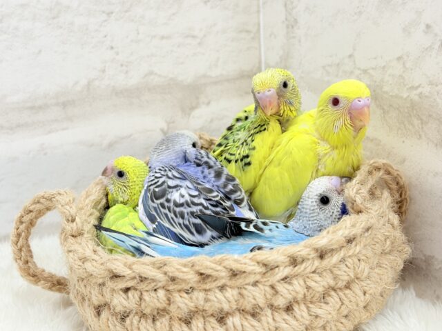 色とりどりの桜満開🐣🌸セキセイインコ ヒナ セキセイインコ