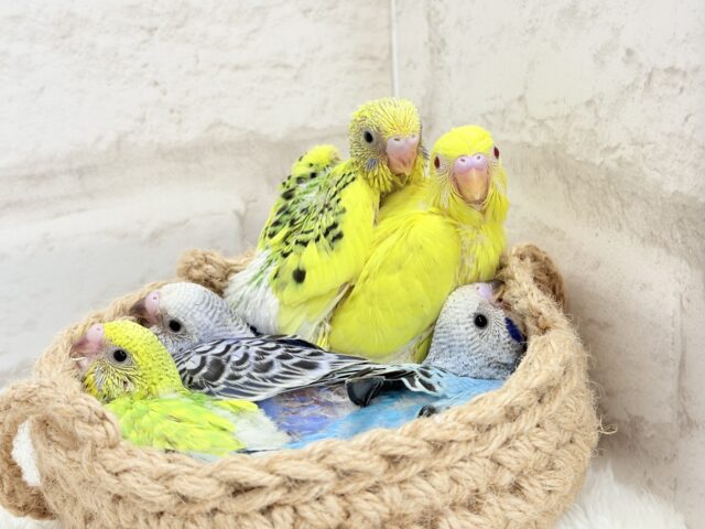 色とりどりの桜満開🐣🌸セキセイインコ ヒナ セキセイインコ