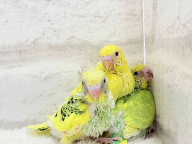 色とりどりの桜満開🐣🌸セキセイインコ ヒナ セキセイインコ