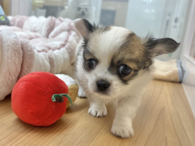 チワワ