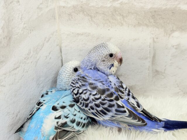 色とりどりの桜満開🐣🌸セキセイインコ ヒナ セキセイインコ