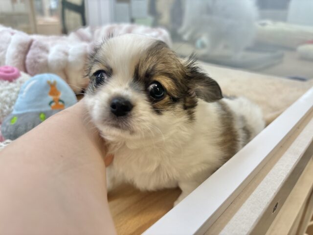 チワワ