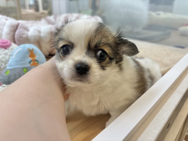 チワワ