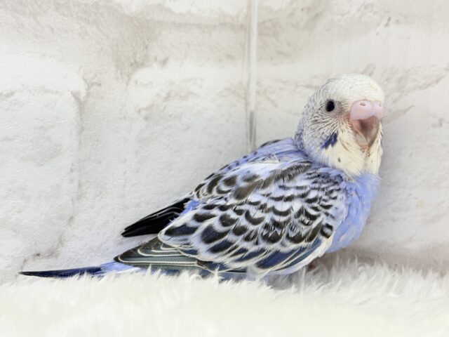 色とりどりの桜満開🐣🌸セキセイインコ ヒナ セキセイインコ