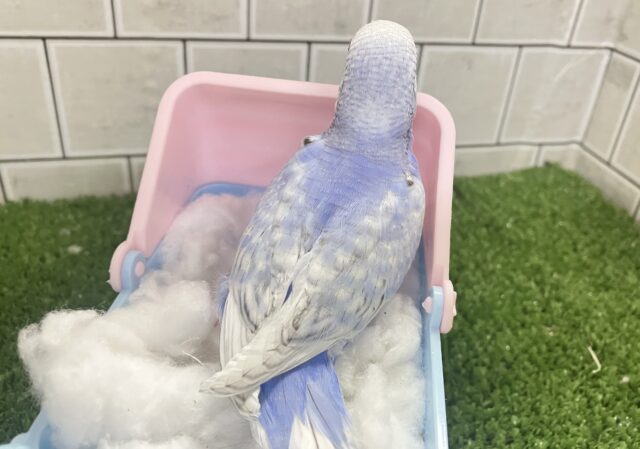 アイスの国から❔🧊ピョコピョコクマぽん🧸️️️🩵セキセイインコ(ブルースパングル/2026年2月生まれ) セキセイインコ