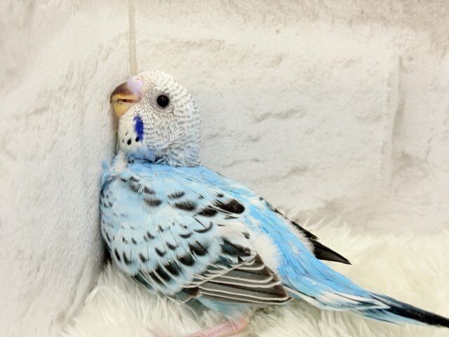 色とりどりの桜満開🐣🌸セキセイインコ ヒナ セキセイインコ