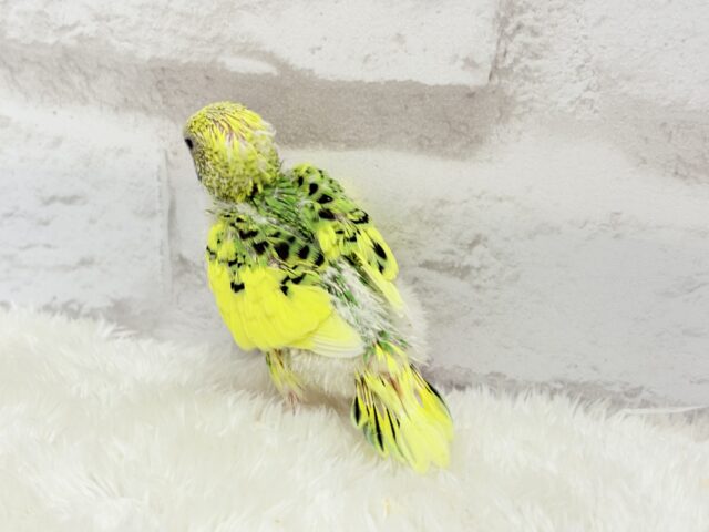 色とりどりの桜満開🐣🌸セキセイインコ ヒナ セキセイインコ