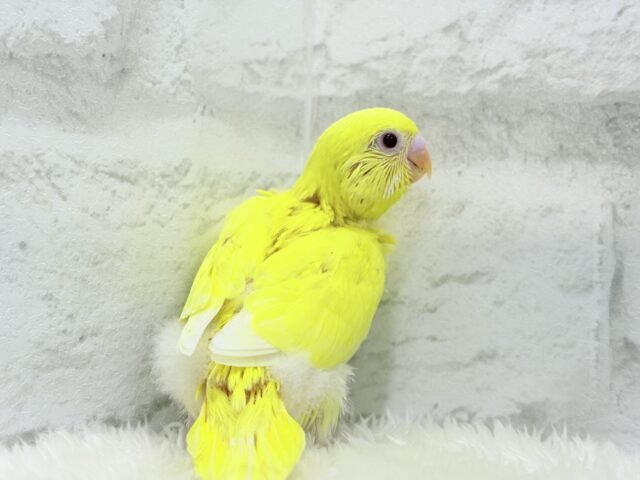 色とりどりの桜満開🐣🌸セキセイインコ ヒナ セキセイインコ