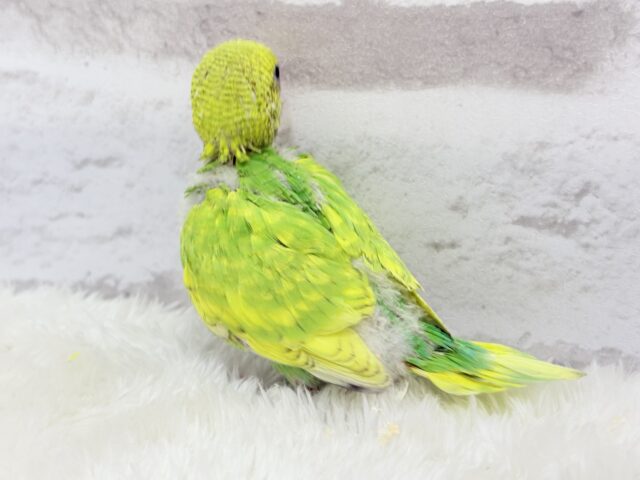 色とりどりの桜満開🐣🌸セキセイインコ ヒナ セキセイインコ