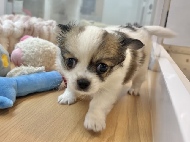チワワ