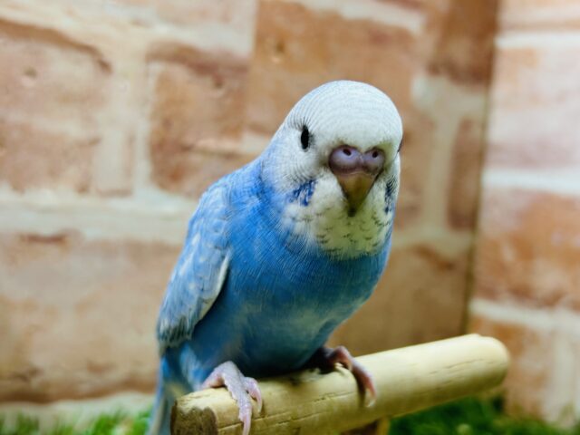 青空カラー💙💙💙ブルースパングルのセキセイちゃんがやってきました~🎵 セキセイインコ セキセイインコ