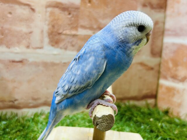 青空カラー💙💙💙ブルースパングルのセキセイちゃんがやってきました~🎵 セキセイインコ セキセイインコ