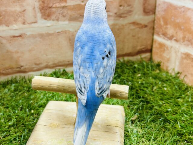 青空カラー💙💙💙ブルースパングルのセキセイちゃんがやってきました~🎵 セキセイインコ セキセイインコ