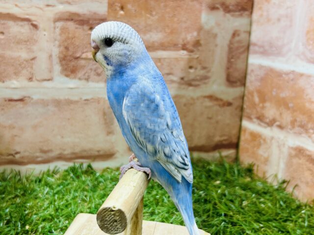 青空カラー💙💙💙ブルースパングルのセキセイちゃんがやってきました~🎵 セキセイインコ セキセイインコ