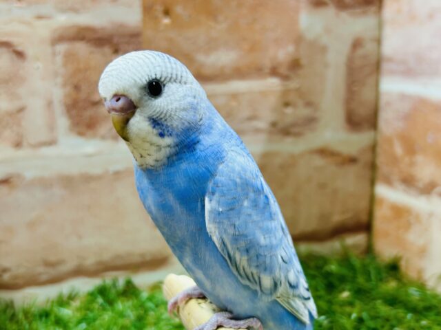 青空カラー💙💙💙ブルースパングルのセキセイちゃんがやってきました~🎵 セキセイインコ セキセイインコ