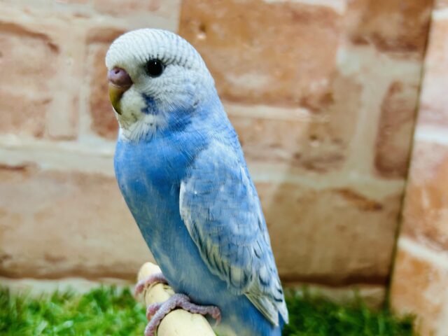 青空カラー💙💙💙ブルースパングルのセキセイちゃんがやってきました~🎵 セキセイインコ セキセイインコ