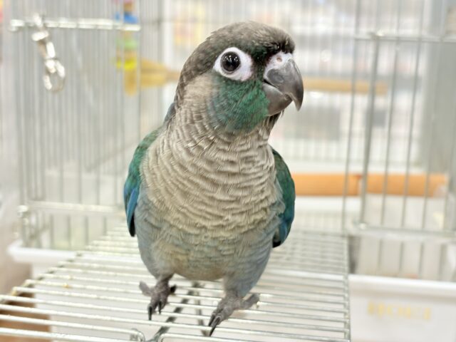 【最新画像・動画更新🪄】ツヤツヤキラキラ✨宝石みたいなわた毛ちゃん🐣💎💫ウロコインコ(バイオレット) ヒナ ホオミドリウロコインコ