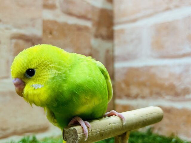 グリーンスパングルカラーのセキセイちゃんがやってきましたよ~💚💚💚 セキセイインコ セキセイインコ