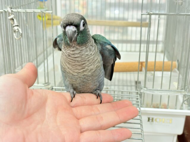 【最新画像・動画更新🪄】ツヤツヤキラキラ✨宝石みたいなわた毛ちゃん🐣💎💫ウロコインコ(バイオレット) ヒナ ホオミドリウロコインコ