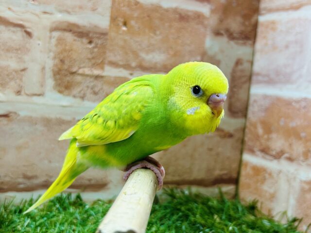 グリーンスパングルカラーのセキセイちゃんがやってきましたよ~💚💚💚 セキセイインコ セキセイインコ