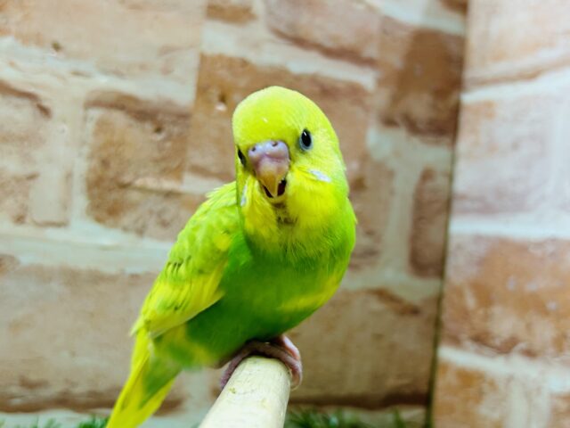 グリーンスパングルカラーのセキセイちゃんがやってきましたよ~💚💚💚 セキセイインコ セキセイインコ