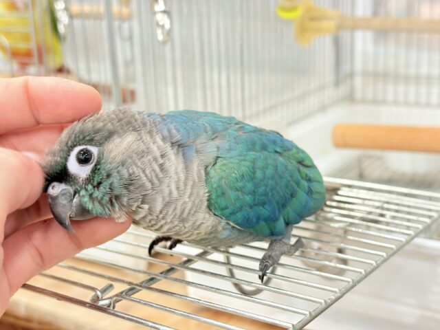 【最新画像・動画更新🪄】ツヤツヤキラキラ✨宝石みたいなわた毛ちゃん🐣💎💫ウロコインコ(バイオレット) ヒナ ホオミドリウロコインコ