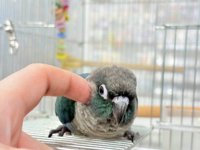 【最新画像・動画更新🪄】ツヤツヤキラキラ✨宝石みたいなわた毛ちゃん🐣💎💫ウロコインコ(バイオレット) ヒナ ホオミドリウロコインコ