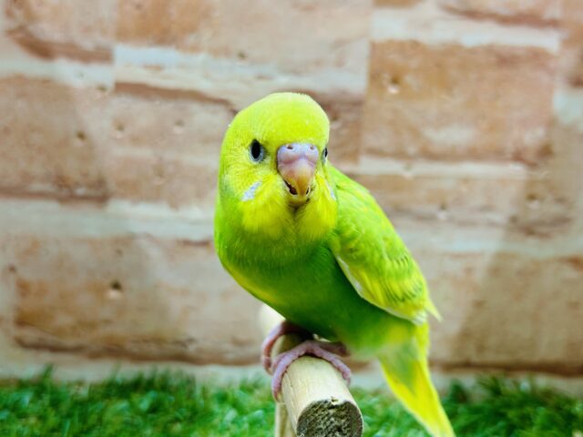 グリーンスパングルカラーのセキセイちゃんがやってきましたよ~💚💚💚 セキセイインコ セキセイインコ