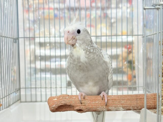 オカメインコ