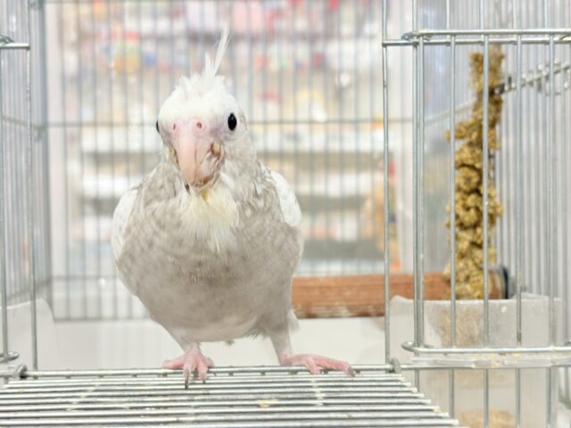 【最新画像更新🪄ひとり餌になりました☆】ぱやぱや♡ハゲタカみたい🐣🫧オカメインコ(WFパールパイド) ヒナ オカメインコ