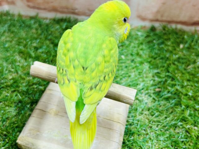 グリーンスパングルカラーのセキセイちゃんがやってきましたよ~💚💚💚 セキセイインコ セキセイインコ
