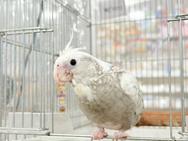 【最新画像更新🪄ひとり餌になりました☆】ぱやぱや♡ハゲタカみたい🐣🫧オカメインコ(WFパールパイド) ヒナ オカメインコ