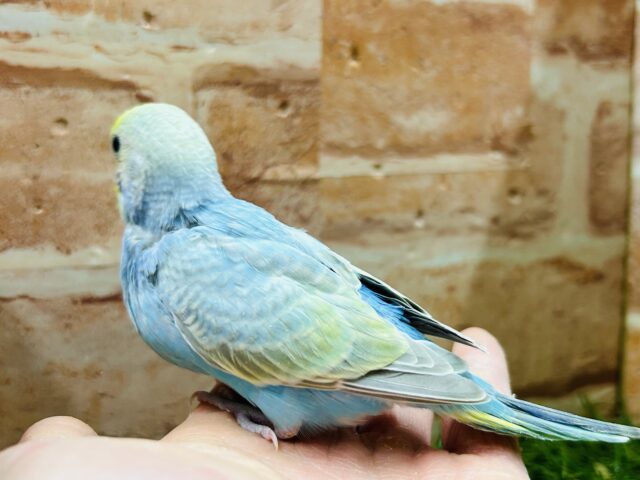 ①キラキラ輝くレインボー🌈🌈🌈 セキセイインコ(レインボー系) セキセイインコ