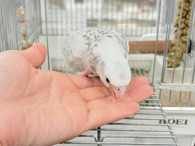 オカメインコ