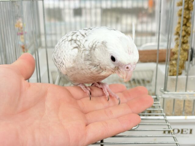 オカメインコ