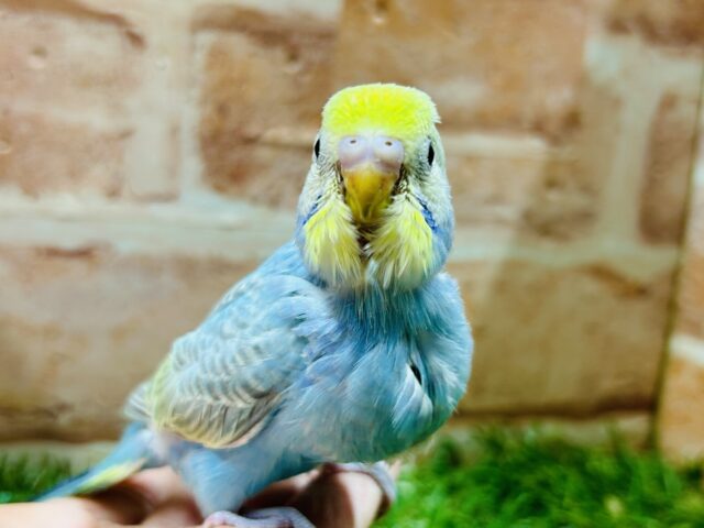 ①キラキラ輝くレインボー🌈🌈🌈 セキセイインコ(レインボー系) セキセイインコ
