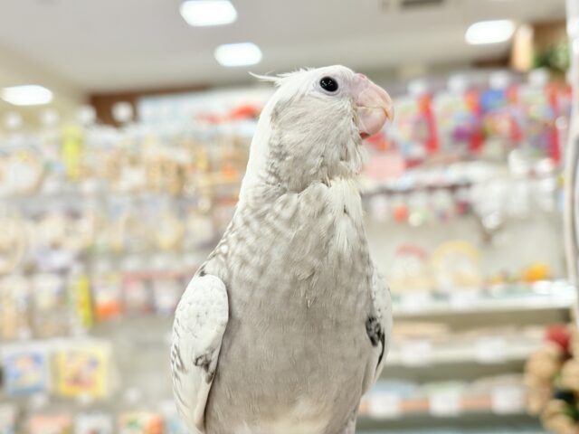 オカメインコ