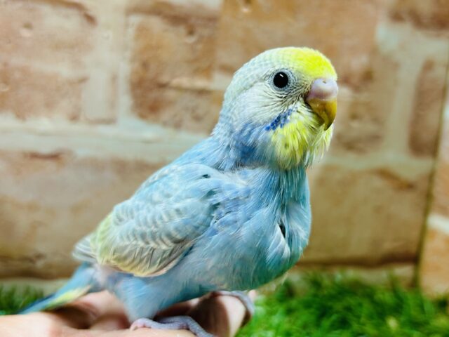 ①キラキラ輝くレインボー🌈🌈🌈 セキセイインコ(レインボー系) セキセイインコ