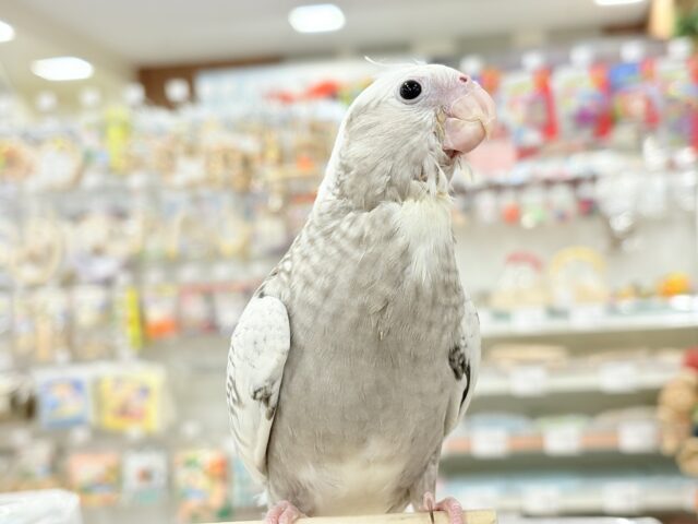 【最新画像更新🪄ひとり餌になりました☆】ぱやぱや♡ハゲタカみたい🐣🫧オカメインコ(WFパールパイド) ヒナ オカメインコ