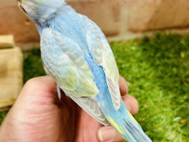 ①キラキラ輝くレインボー🌈🌈🌈 セキセイインコ(レインボー系) セキセイインコ