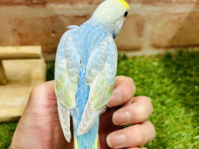 ①キラキラ輝くレインボー🌈🌈🌈 セキセイインコ(レインボー系) セキセイインコ