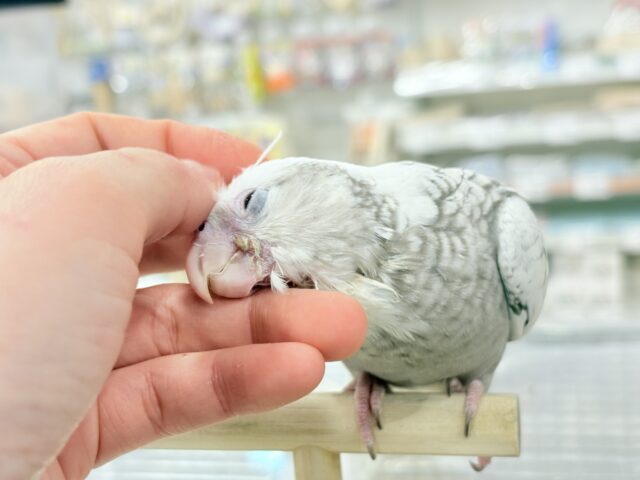 【最新画像更新🪄ひとり餌になりました☆】ぱやぱや♡ハゲタカみたい🐣🫧オカメインコ(WFパールパイド) ヒナ オカメインコ