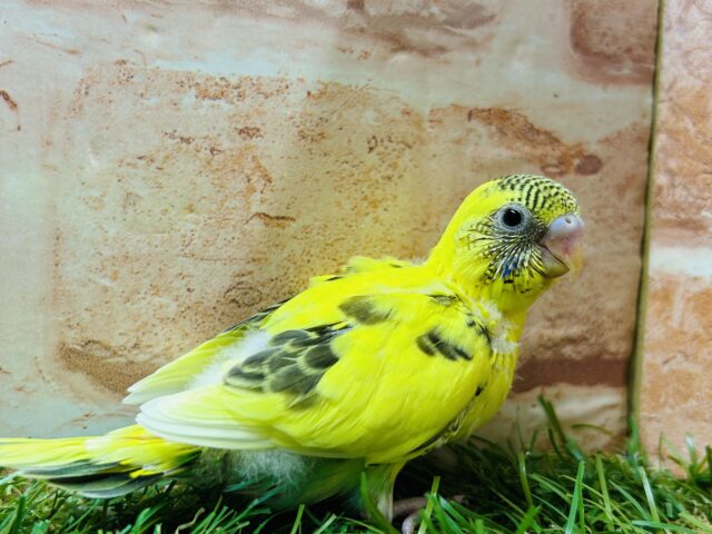 ルックス抜群⚡️⚡️⚡️ハルクインカラーのセキセイちゃんがやってきましたよ〜( ͡° ͜ʖ ͡°) セキセイインコ セキセイインコ