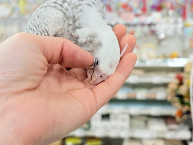 オカメインコ