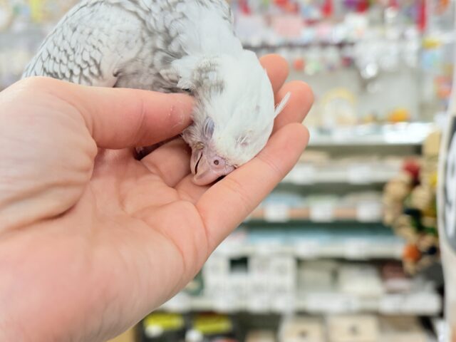 オカメインコ