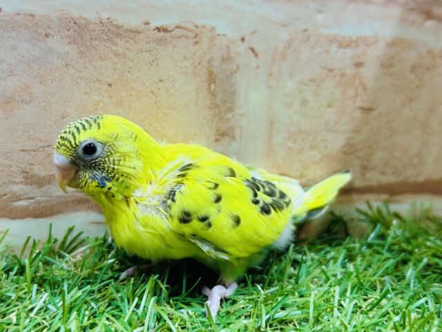 ルックス抜群⚡️⚡️⚡️ハルクインカラーのセキセイちゃんがやってきましたよ〜( ͡° ͜ʖ ͡°) セキセイインコ セキセイインコ