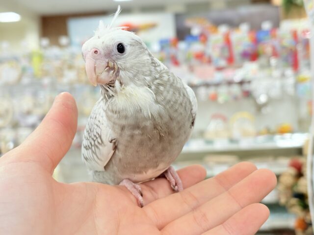 【最新画像更新🪄ひとり餌になりました☆】ぱやぱや♡ハゲタカみたい🐣🫧オカメインコ(WFパールパイド) ヒナ オカメインコ